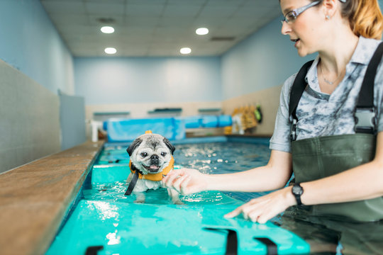 Female physiotherapist training pug dog on inflatable raft in swimming pool
