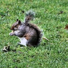 squirrel in the park