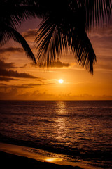 Fototapeta na wymiar Palm tree leaves silhouette at the sunset over Atlantic Ocean in Las Terrenas, Dominican Republic