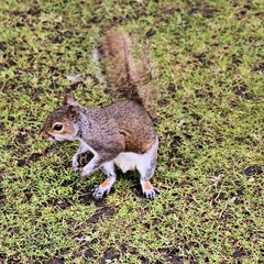 squirrel on the ground