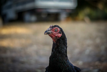 free range chicken