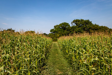 Fototapeta premium Corn Crops in the Sussex Countryside
