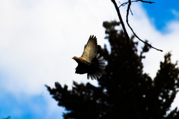 Streptopelia decaocto is looking for resources for new home.