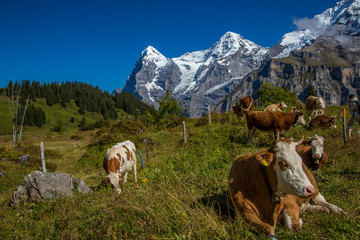 Fototapeta na wymiar A Swiss farm with Brown Swiss and hereford cows in the alpine mountains above the village of Murren, Switzerland.