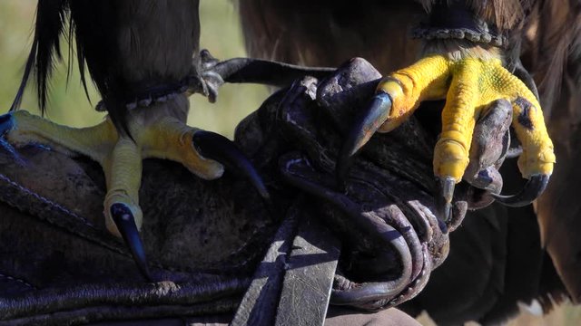 Golden eagle [Aquila chrysaetos]  is perched on a falconry glove