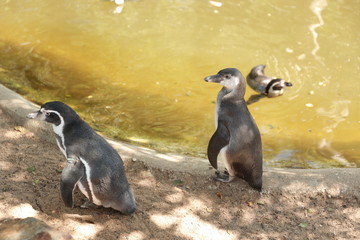 penguins near pool of water