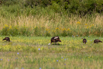 Wild turkeys on the meadow.