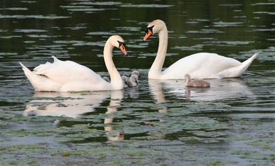 Mute Swans on Brown Moss