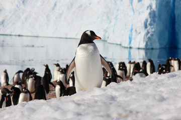pinguin, antarktis, bird, tier, pinguin, schnee, wild lebende tiere, eis, erkältung, natur,...