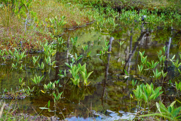 Green grass and water