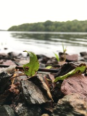 closeup of lake shore, raining