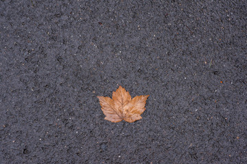 lonely dry leaf on concrete.autumn background