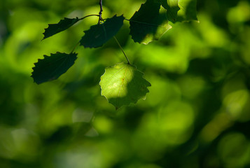 bright green poplar leaves in the soft light
