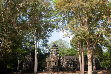 Trees taking temples