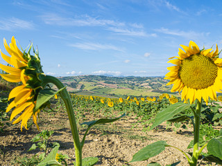 Campos de girasoles en Staffolo, provincia de Ancona, Italia, verano de 2019