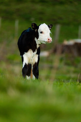 Recently born calf explores her new world, Rotorua, New Zealand  © rodcoffeehill