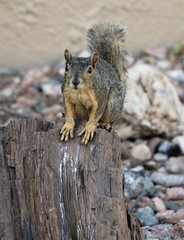 Squirrel sitting on stump