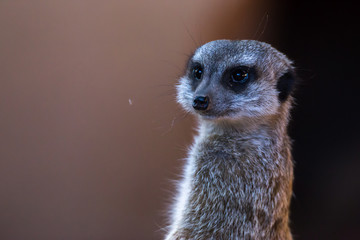 Meerkat or Suricate Suricata Suricatta cute portrait on brown and black muzzle close up