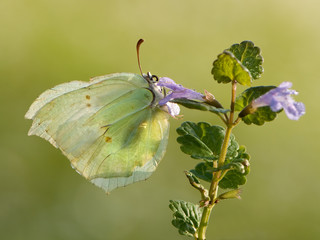 Gonepteryx rhamni is a diurnal butterfly from the Pieridae family on a blue flower.