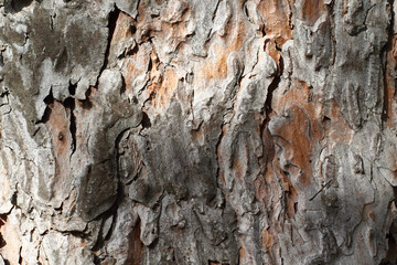 Old pine tree bark closeup background texture