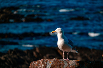seagull