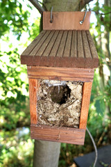 Zaunkönig-Nest in einem Nistkasten