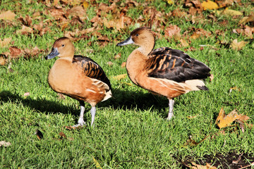 A view of a Whistling Duck