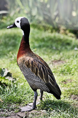 A view of a Whistling Duck