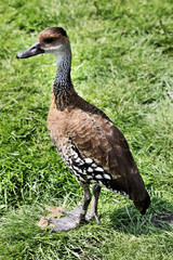 A view of a Whistling Duck