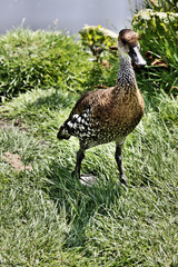 A view of a Whistling Duck