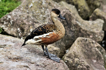 A view of a Whistling Duck