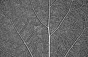 Distress tree leaves, leaflet texture. Black and white grunge background.EPS8.