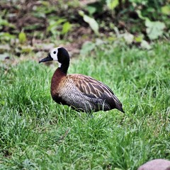 A view of a Whistling Duck