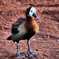 A view of a Whistling Duck