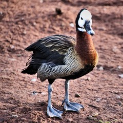 A view of a Whistling Duck
