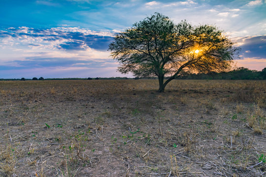 peque&ntilde;o &aacute;rbol de algarrobo con el sol detr&aacute;s al atardecer