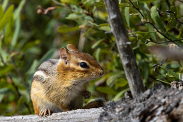 Eastern Chipmunk close-up on top of a rock with plants in background