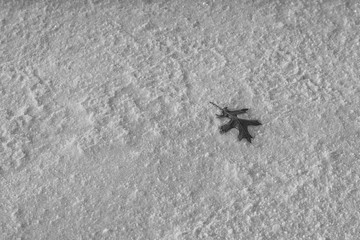 Leaf me alone. A lonely leaf lies quietly on a frozen Oregon lake.