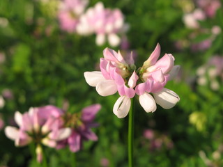 Crownvetch (Securigera varia) - pink flowers on the meadow