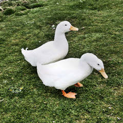 A view of a Duck at Martin Mere Nature Reserve