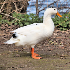 white goose in the garden