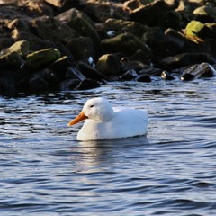 A view of a White Duck