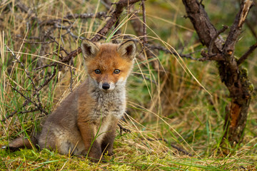 A young fox sitting in the grass on a spring day and looks around