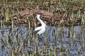 A view of a White Ibis