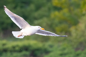 Herring Gull in Flight