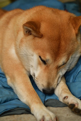 Oversleeping Shiba Inu
