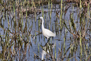 A view of a White Ibis