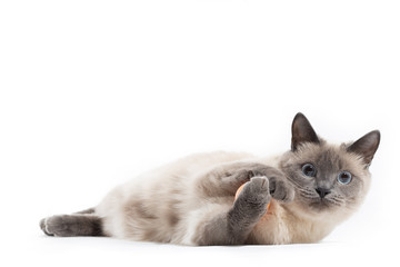 A Thai cat lies and plays with an orange ball with its front paws