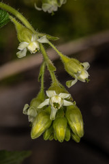 Fototapeta na wymiar Sticky Currant (Ribes viscosissimum), ID