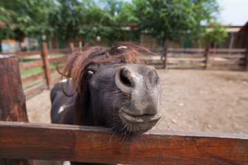 Shetland pony at farmland grazing on pasture in summer day
